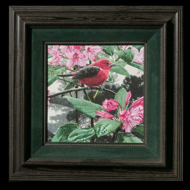 Scarlet Tanager